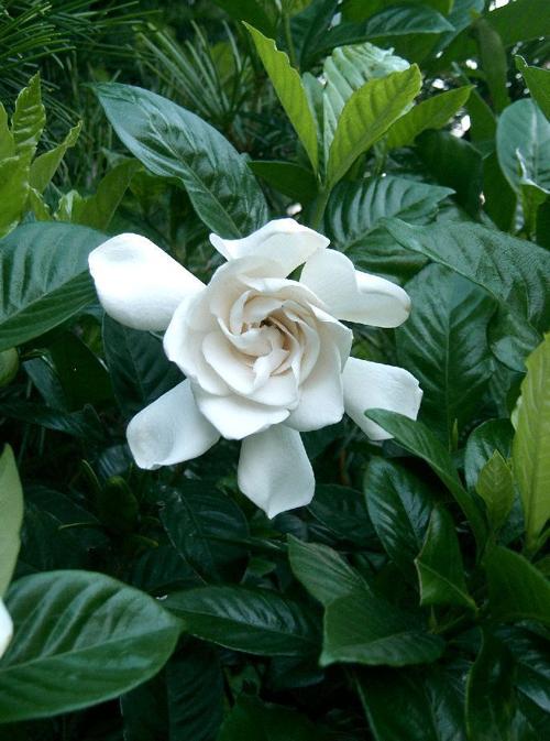 Gardenia