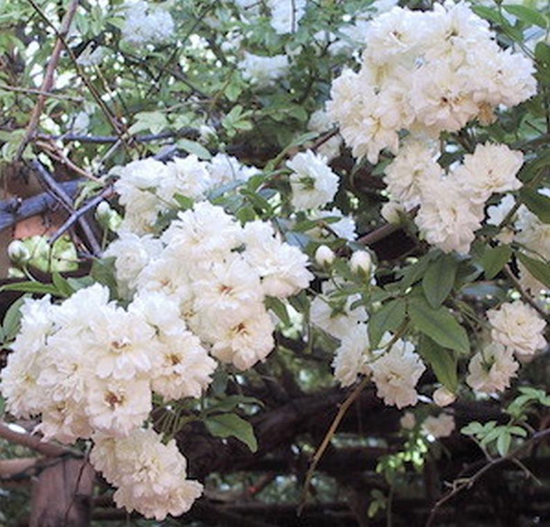 Lady Banks White Rose