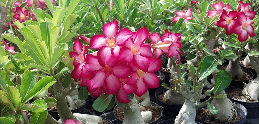 Desert Rose Adenium
