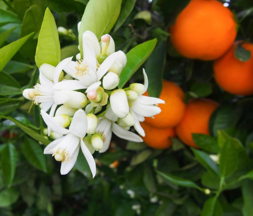 Orange tree blossoms